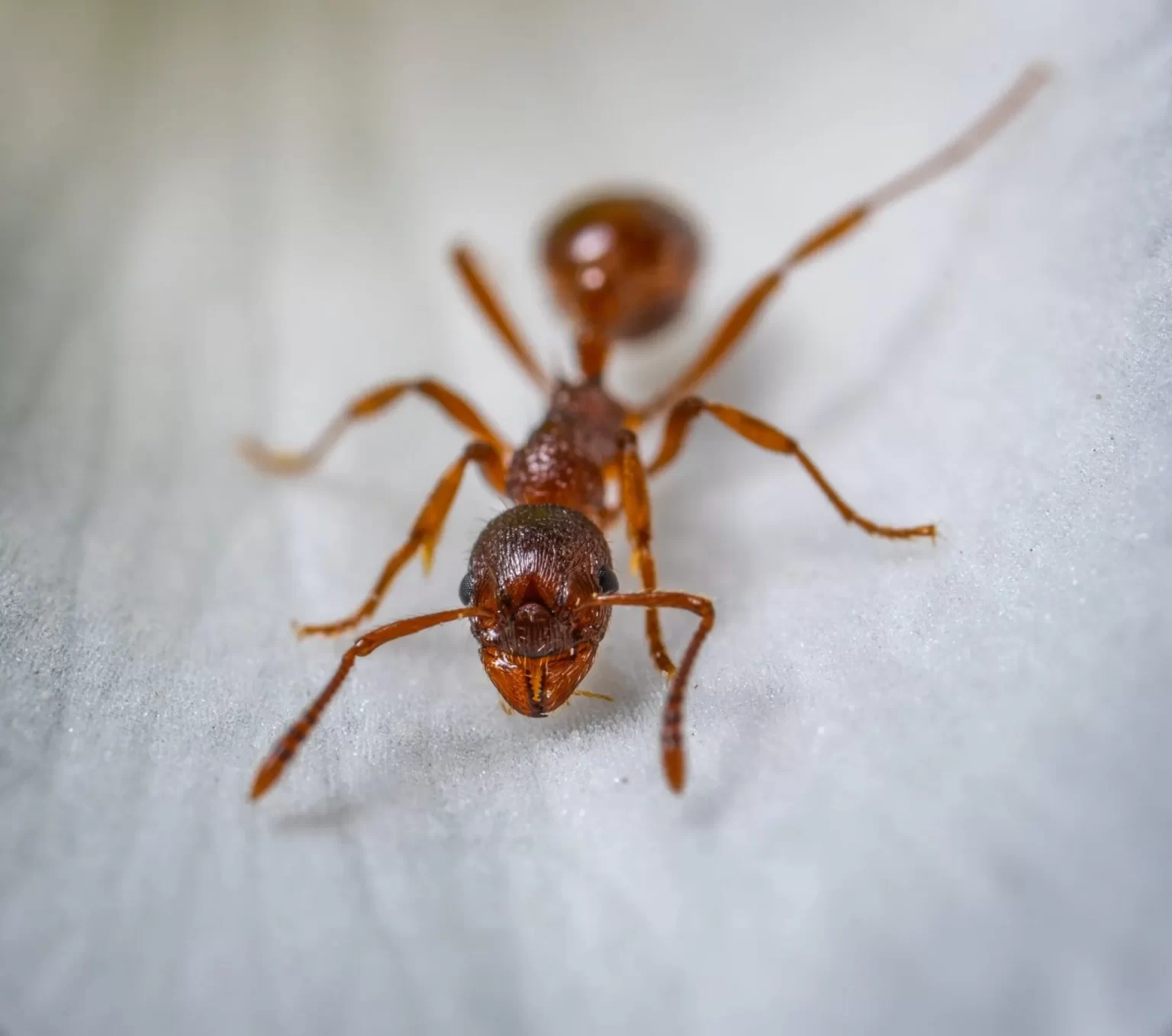 Can Exterminators Get Rid of Ants?
